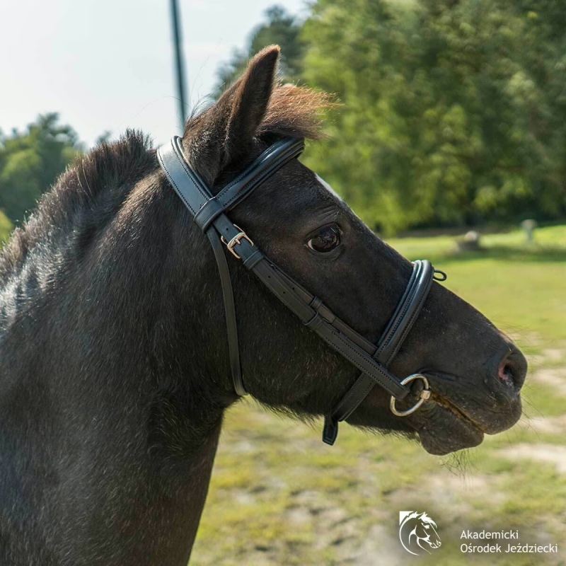 Premium Black Leather English Snaffle Bridle