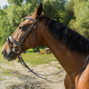 Premium Brown Leather Bridle Loop Reins