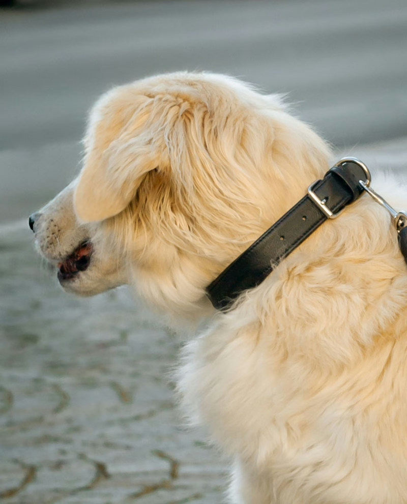 Classic Black Leather Dog Collar – Adjustable & Durable