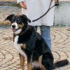 Premium Leather Traffic Dog Leash – Short Control Lead - Image 7
