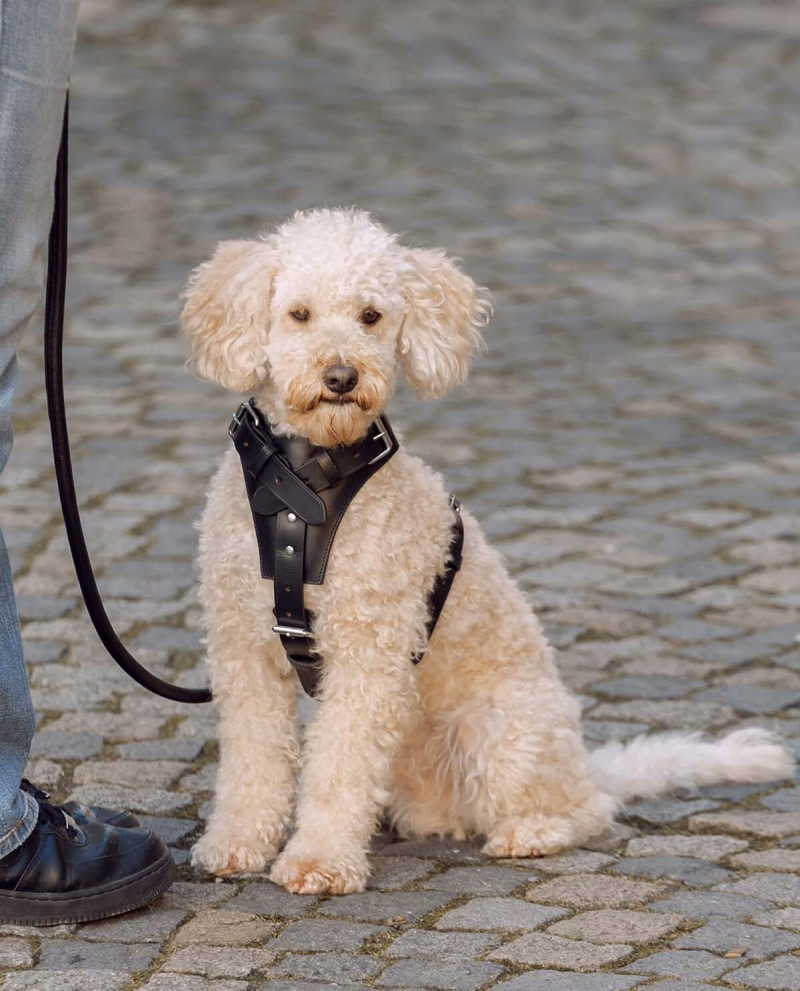 Premium Black Leather Dog Chest Harness